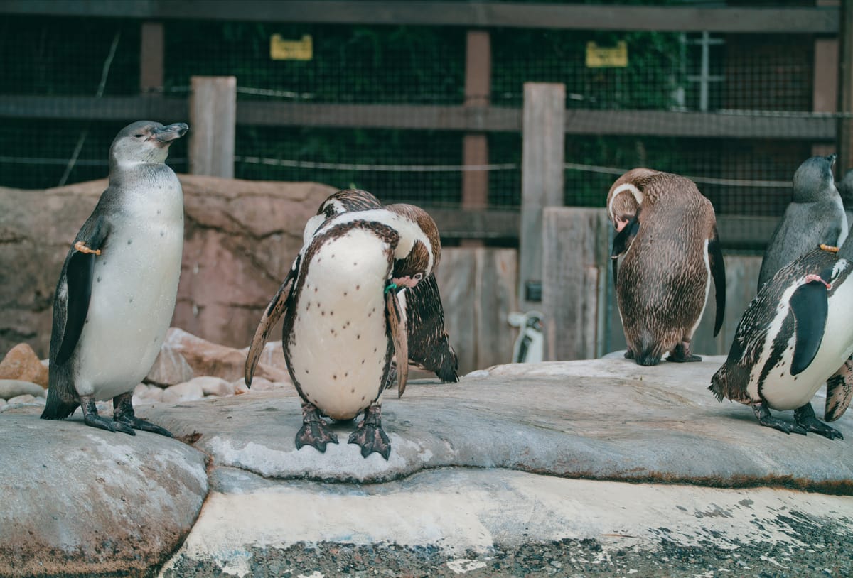 Zoo Day with Alice